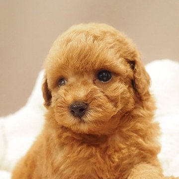 トイプードル(トイ)【愛知県・女の子・2025年9月16日・レッド】の写真「愛嬌たっぷり女の子トイプードル」