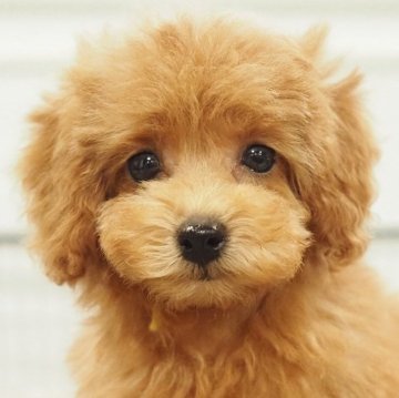 タイニープードル【愛知県・女の子・2025年9月7日・レッド】の写真「860gタイニーサイズ!女の子」