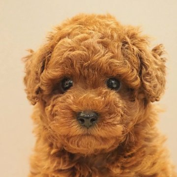 トイプードル(トイ)【愛知県・男の子・2024年10月10日・レッド】の写真「癒し度120％・ぬいぐるみようなプードル！」