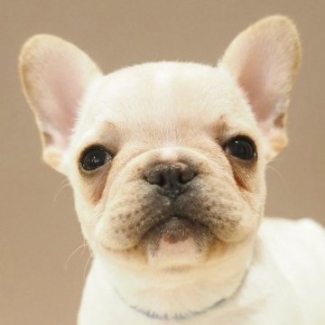 フレンチブルドッグ【愛知県・男の子・2025年3月13日・クリーム】の写真「小振り健康・元気いっぱいフレブル男の子!」