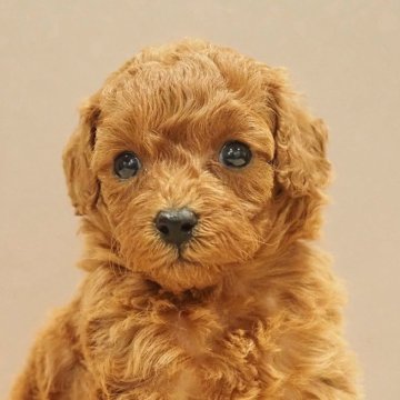 トイプードル(トイ)【愛知県・女の子・2025年9月30日・レッド】の写真「癒し度100点トイプードル女の子」