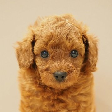 トイプードル(トイ)【愛知県・男の子・2024年10月1日・レッド】の写真「小顔・まんまる眼・健康なトイプードル！」