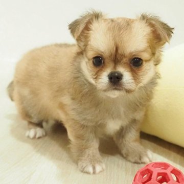 チワワ(ロング)【愛知県・男の子・2025年6月18日・レッド】の写真「両親クリア(PRA)おすすめ優良犬!」