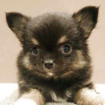 チワワ(ロング)【愛知県・男の子・2025年10月28日・ブラックタン&ホワイト】の写真「クリスマスお渡し・ブラックタン&！ホワイト！☆彡」