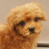 トイプードル(ティーカップ)