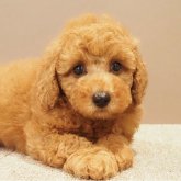 トイプードル(トイ)