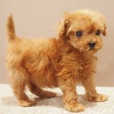 トイプードル(ティーカップ)