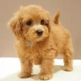 タイニープードル