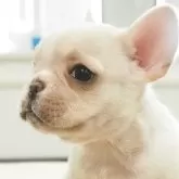 フレンチブルドッグ