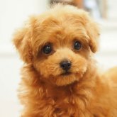 トイプードル(ティーカップ)