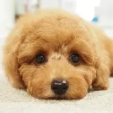 トイプードル(トイ)