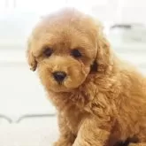 トイプードル(トイ)