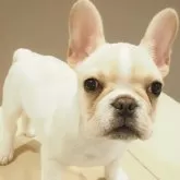 フレンチブルドッグ