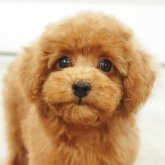 トイプードル(タイニー)