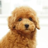 トイプードル(タイニー)