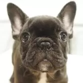 フレンチブルドッグ