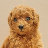 トイプードル(トイ)