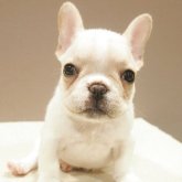 フレンチブルドッグ