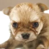 チワワ(ロング)