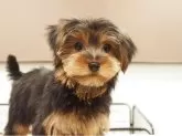 ヨークシャーテリア【愛知県・女の子・2025年7月23日・スチールブルー&タン】の写真6