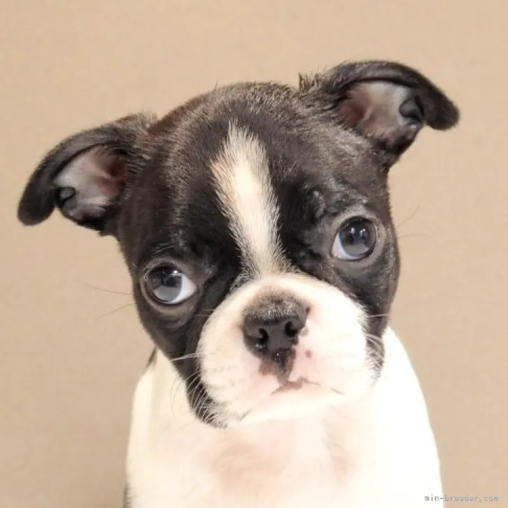 ID：2309-05021の子犬