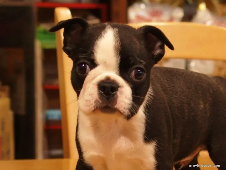 ID:1909-00499の子犬