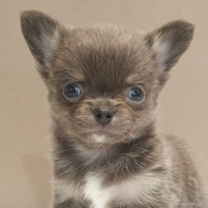 ID：2308-04088の子犬