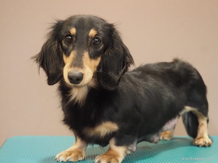 ミニチュアダックスフンド(ロング)【・女の子・2023年5月20日・ブラック&amp;タン】