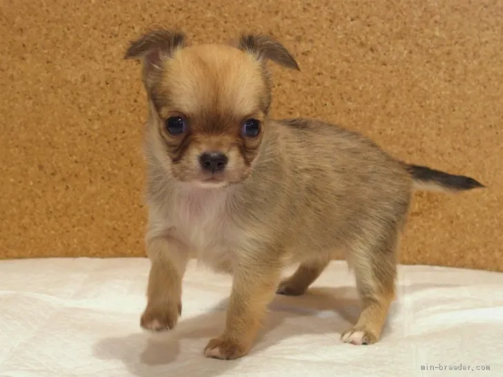 ID:2004-01544の子犬