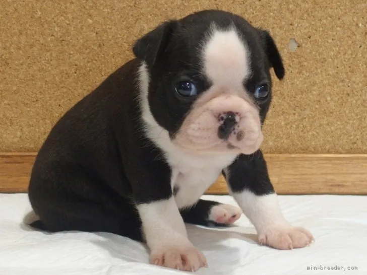 ID:2007-01638の子犬