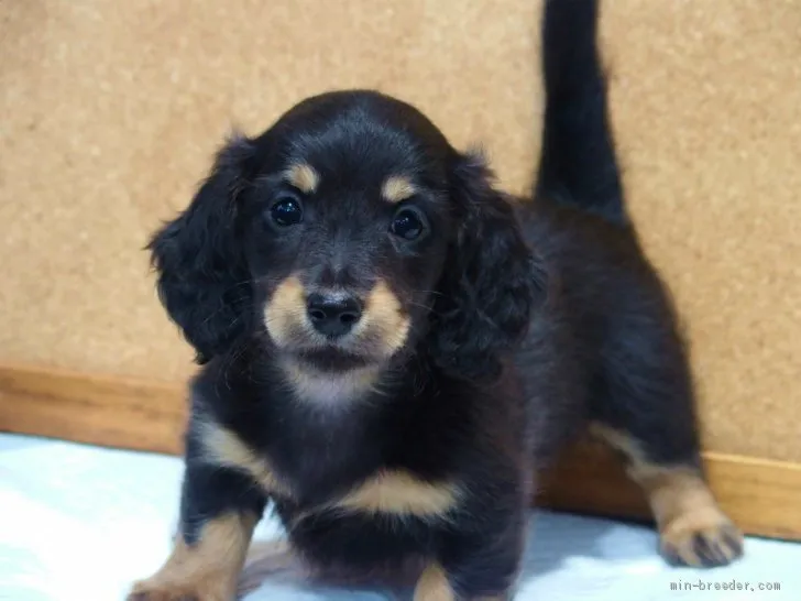 ID:2103-02628の子犬