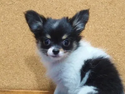 ID:2004-01543の子犬
