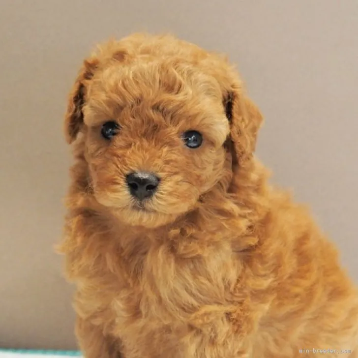 ID:2305-00136の子犬