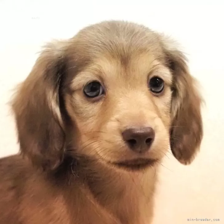 ID：2402-02150の子犬