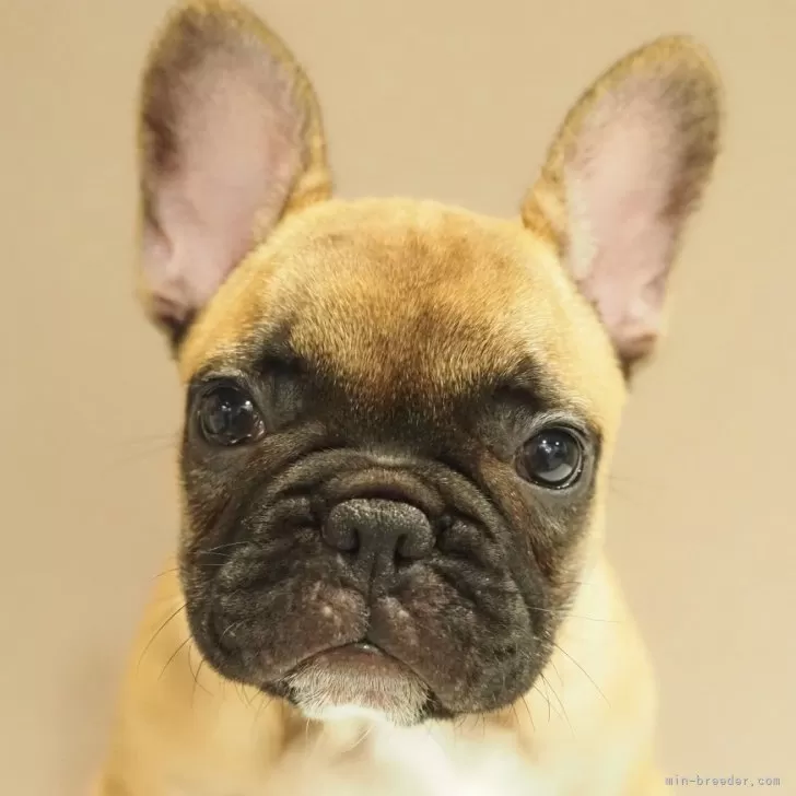 ID：2406-04317の子犬