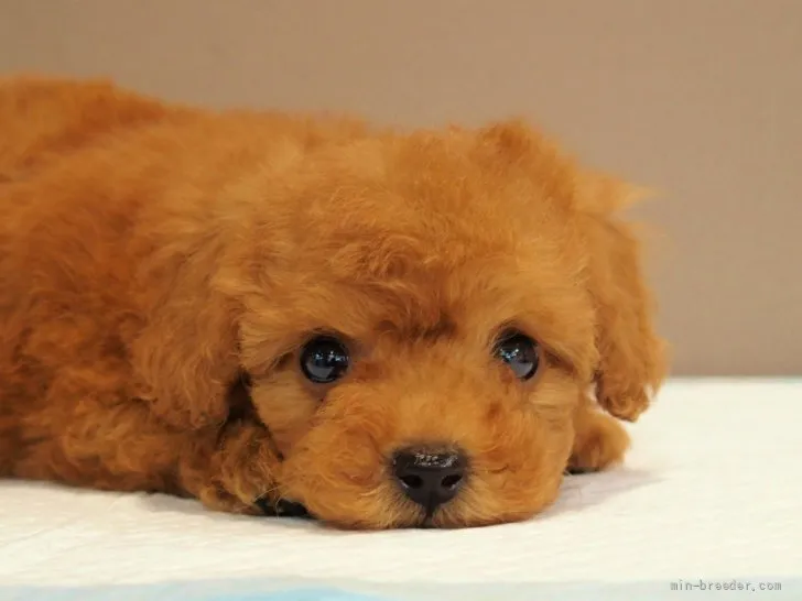 ID:2204-02271の子犬