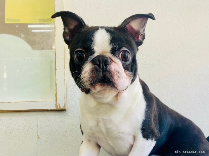 ボストンテリア【・男の子・2023年2月8日・ボストンカラー】