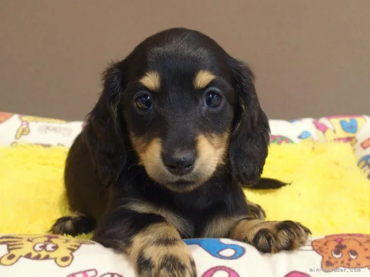 ID:2203-01617の子犬