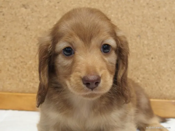 ID：2201-01781の子犬