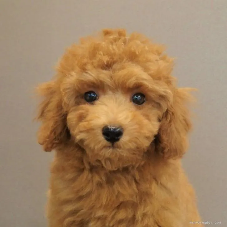 ID：2205-00404の子犬