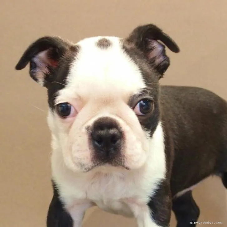 ID：2210-03783の子犬