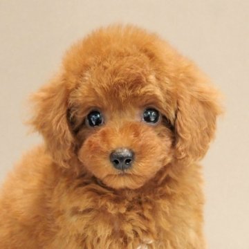 トイプードル(トイ)【愛知県・女の子・2023年7月12日・レッド】の写真「まんまる眼の健康的なレッドのトイプードル」