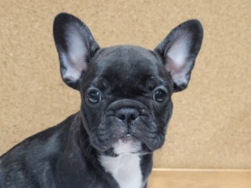 フレンチブルドッグ【愛知県・女の子・2020年9月5日・ブリンドル】の写真「フレブル人気ナンバー1!ブリンドル」