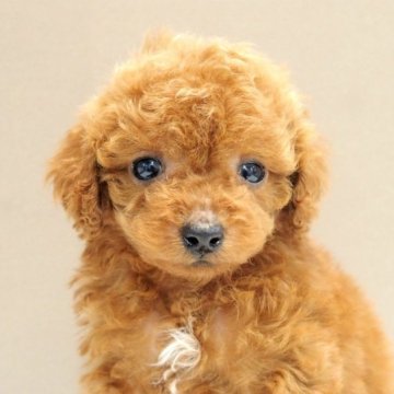 トイプードル(タイニー)【愛知県・男の子・2023年9月21日・レッド】の写真「小振りで元気なタイニープードル」