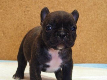 フレンチブルドッグ【愛知県・男の子・2020年3月6日・ブリンドル】の写真「フレブル人気ナンバー1!ブリンドル」