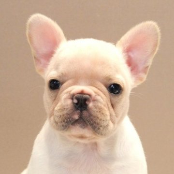 フレンチブルドッグ【愛知県・女の子・2023年9月1日・クリーム】の写真「むっちりかわいい健康なフレンチブルドッグ」