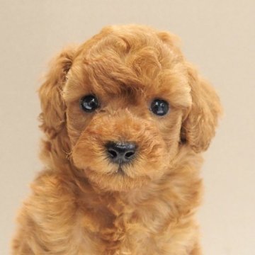 トイプードル(トイ)【愛知県・女の子・2023年10月7日・レッド】の写真「お茶目で健康元気なトイプードル」