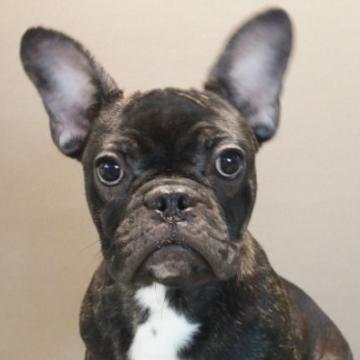 フレンチブルドッグ【愛知県・女の子・2022年5月5日・ブリンドル】の写真「ブリンドル女の子、性格がよく愛嬌たっぷりです！」