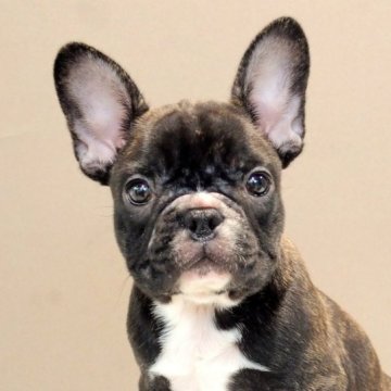 フレンチブルドッグ【愛知県・男の子・2023年7月13日・ブリンドル&ホワイト】の写真「むっちりかわいい健康なフレンチブルドッグ」