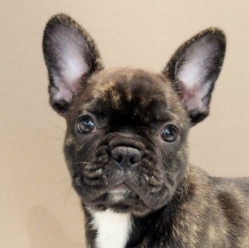 フレンチブルドッグ【愛知県・女の子・2023年7月13日・ブリンドル&ホワイト】の写真「ブリンドル・健康なフレンチブルドッグ」